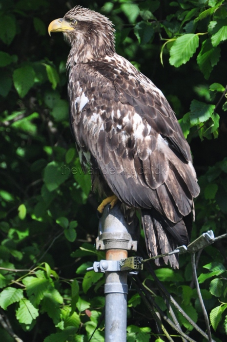 eagle